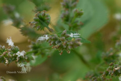 Pogostemon heyneanus